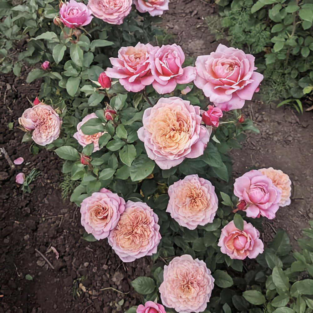 Роза японская Мияби саженец с ЗКС.