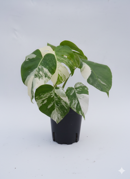 Монстера восхитительная White bac