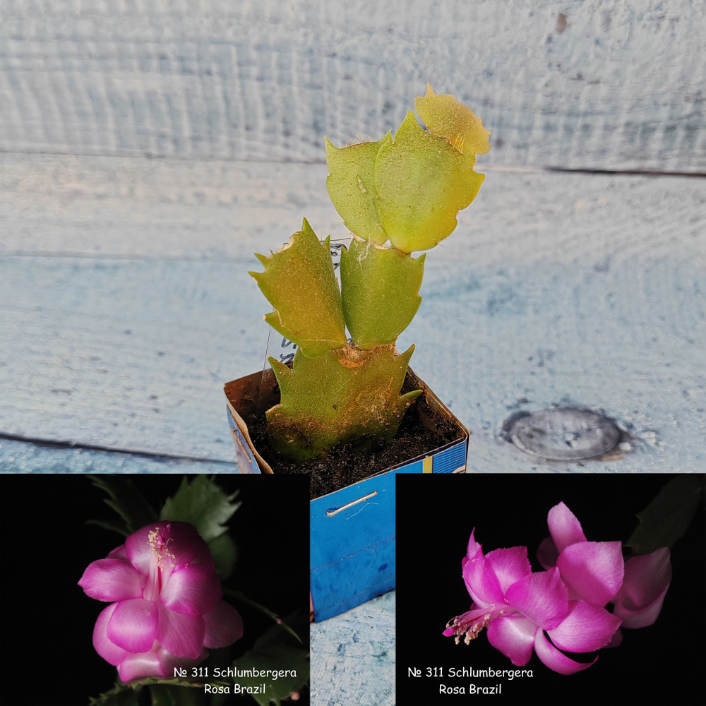 Schlumbergera Rosa Brazil (Декабрист)