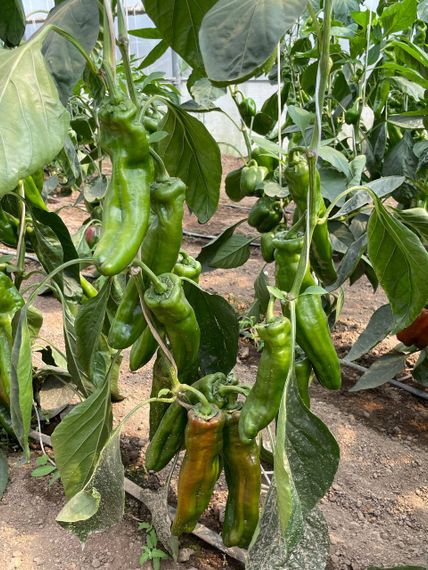 Палермо F1 семена перца сладкого Rijk Zwaa-Райк Цваан купить оптом