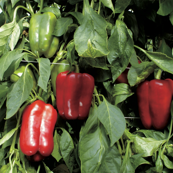 Омброне F1 семена перца сладкого (Sakata /ALEXAGRO) культура – фото 2