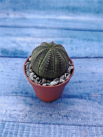 Суккулент Euphorbia Obesa (Эуфорбия)