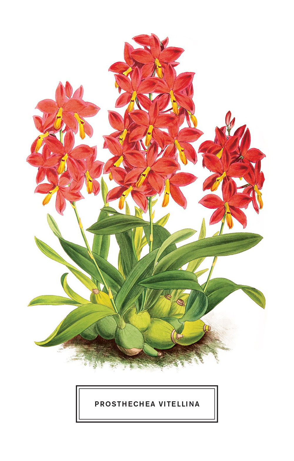 Botanicals: 100 Postcards from the Archives of the New York Botanical Garden