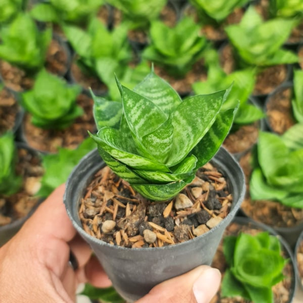 Сансевиерия GABRIELLA X BALYII