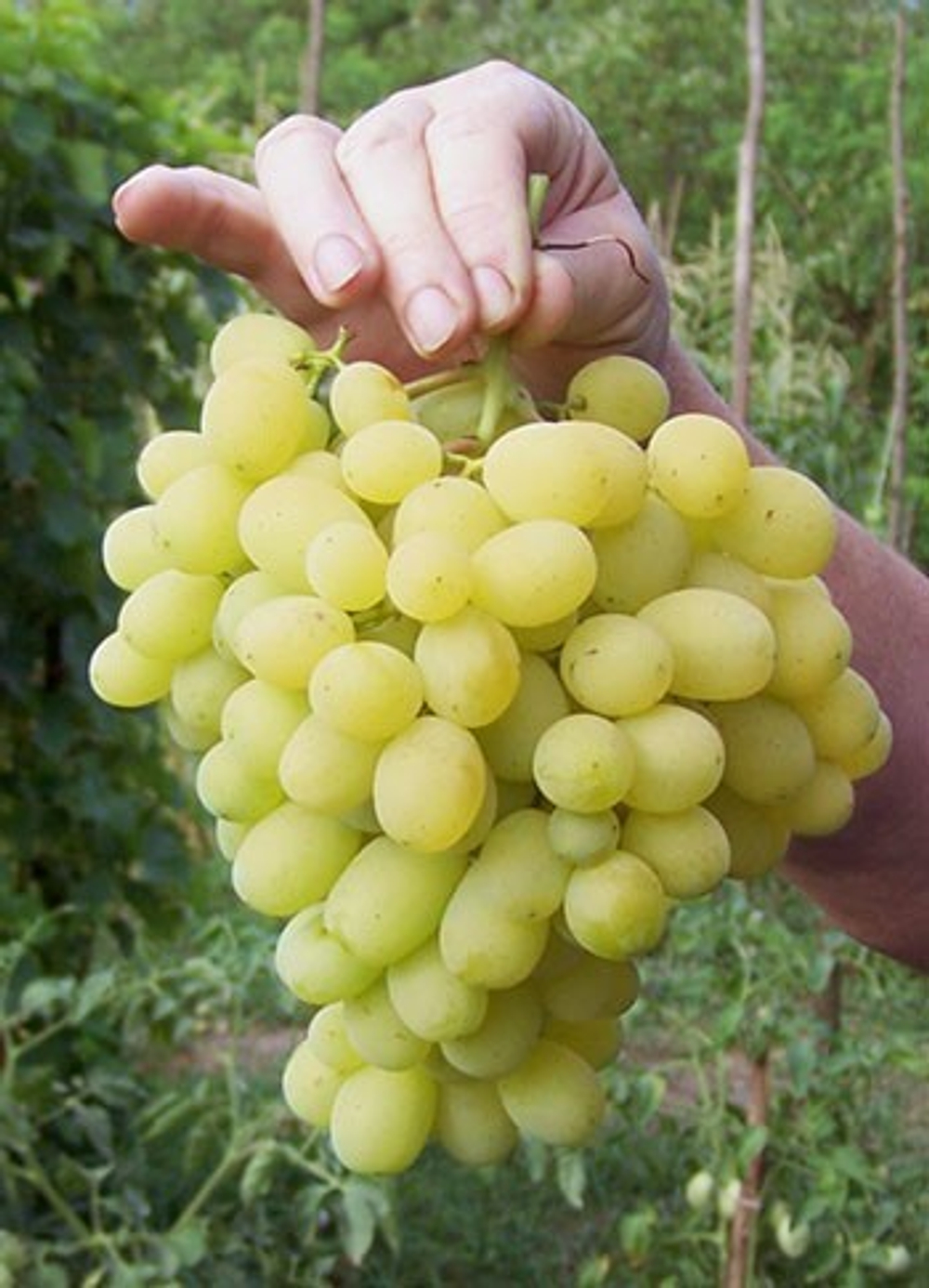 Виноград Лора (-23)
