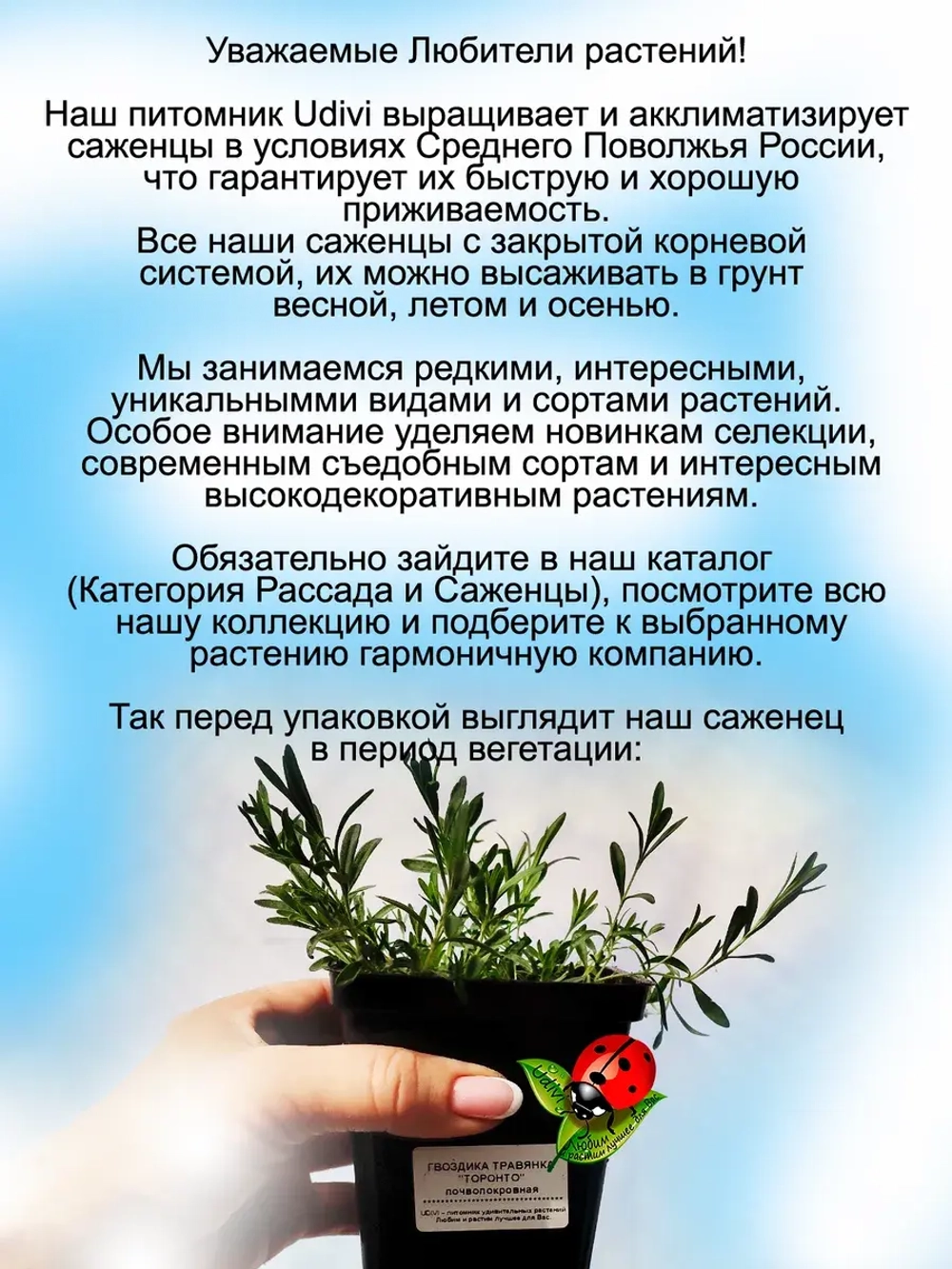 Гвоздика травянка Торонто многолетняя