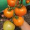 БИГОРАНЖ F1 семена томата (Takii | Alexagro)