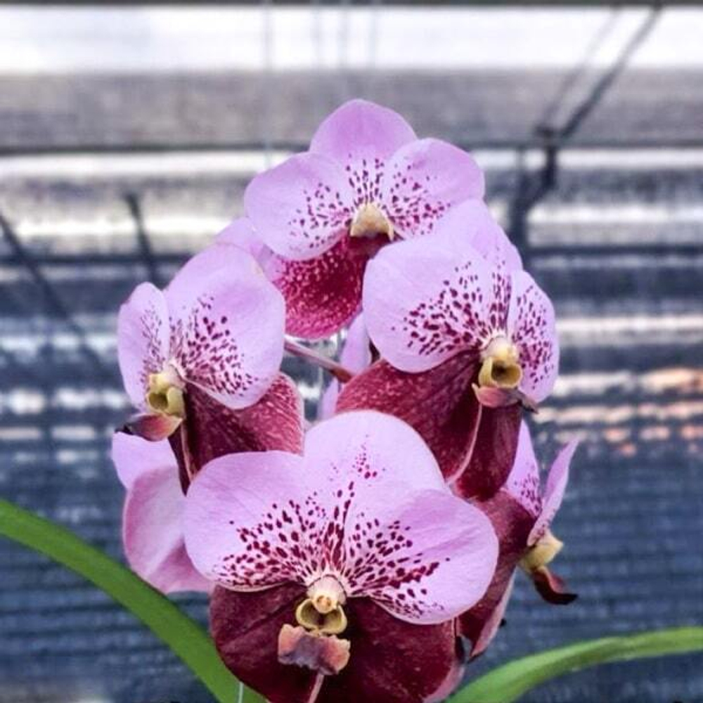 Ванда V THONGLOR X V TAVEESUKSA #416