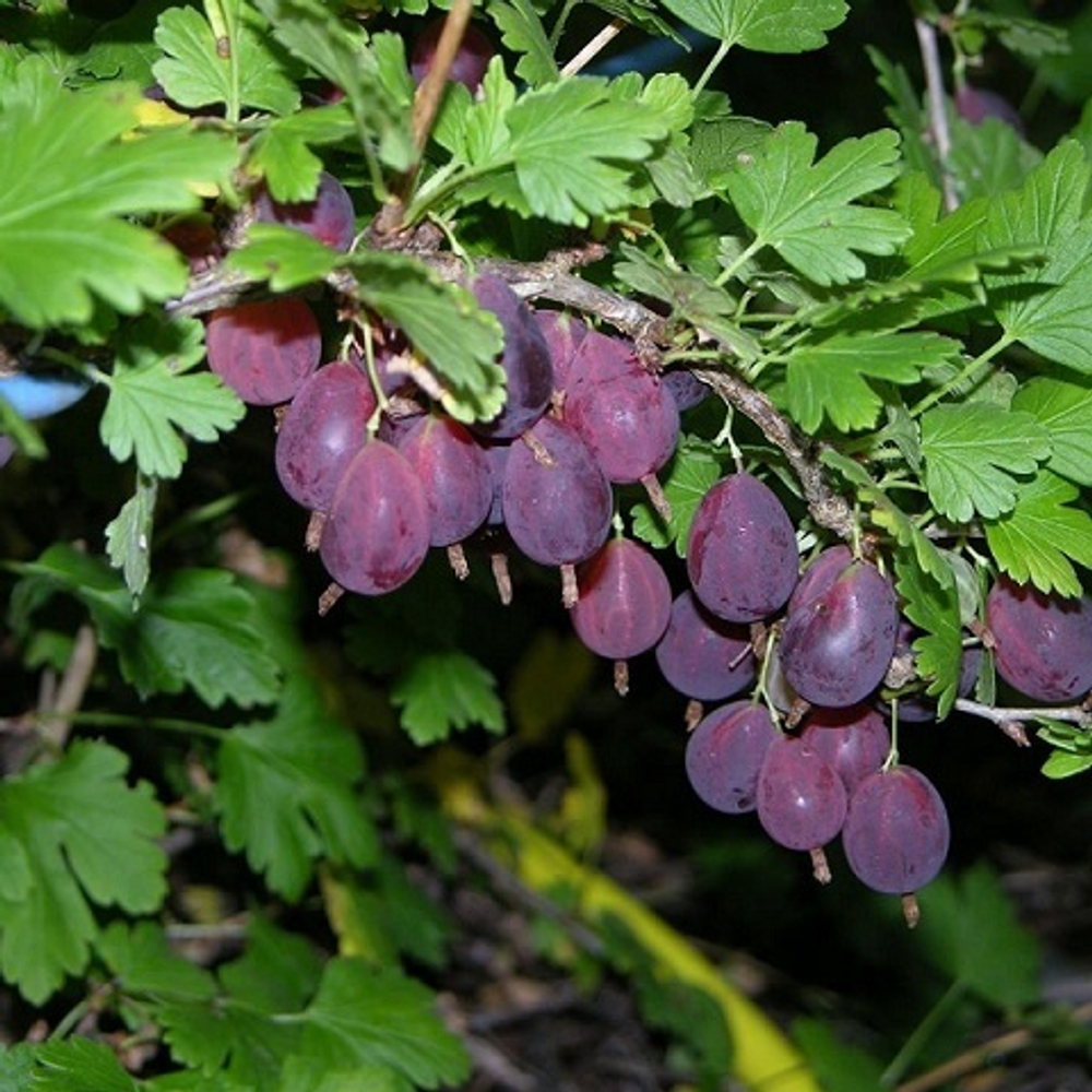 Крыжовник сорт Грушенька