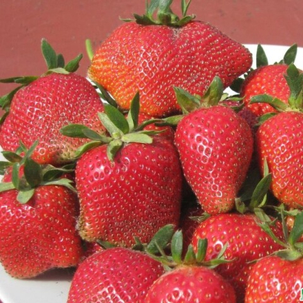 Земляника садовая (клубника) ЭЛИАНЕ