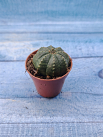 Euphoria Obesa (Эуфорбия)