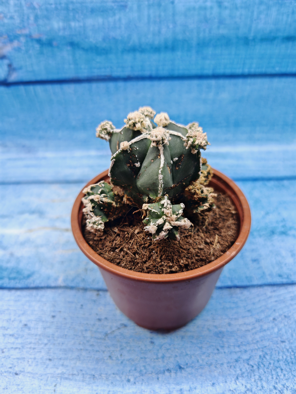 Astrophytum Myriostigma "Hakujo Fukuryu" (Астрофитум)
