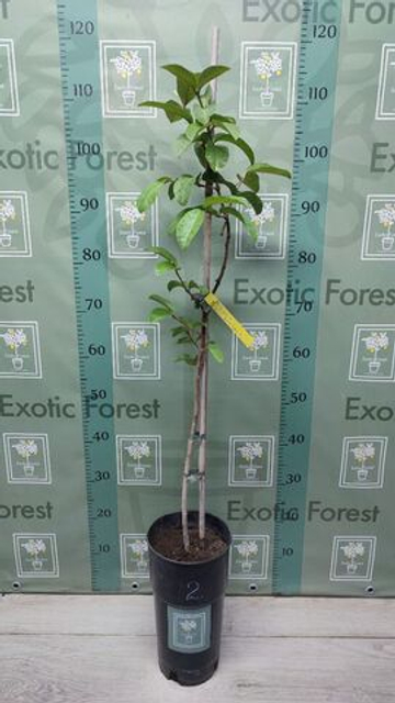 Psidium Guajava