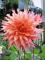 Георгин декоративный Омега