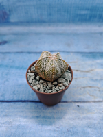 Astrophytum Asterias "Super Kabuto" (Астрофитум)