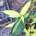 Сингониум ANGUSTATUM TRICOLOR