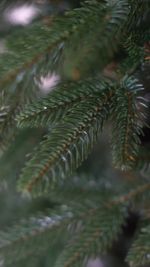 Ель искусственная «Смоленская» (Литая+пвх) 3,65 м