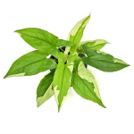 Сингониум ECLIPSE VAR