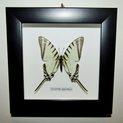 Бабочка Eurytides agesilaus в рамке