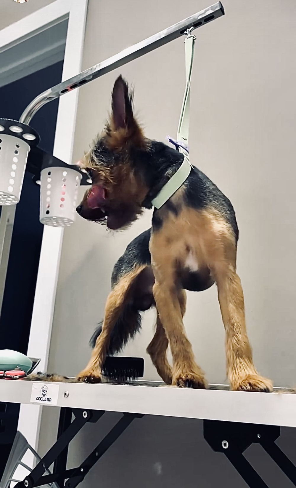 Ринговка груминга из биотана , ширина 15 мм, длина 50 см., зебра