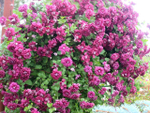 Клематис Purpurea Plena Elegans (Пурпуреа Плена Элеганс)  Стандарт поставки Р9