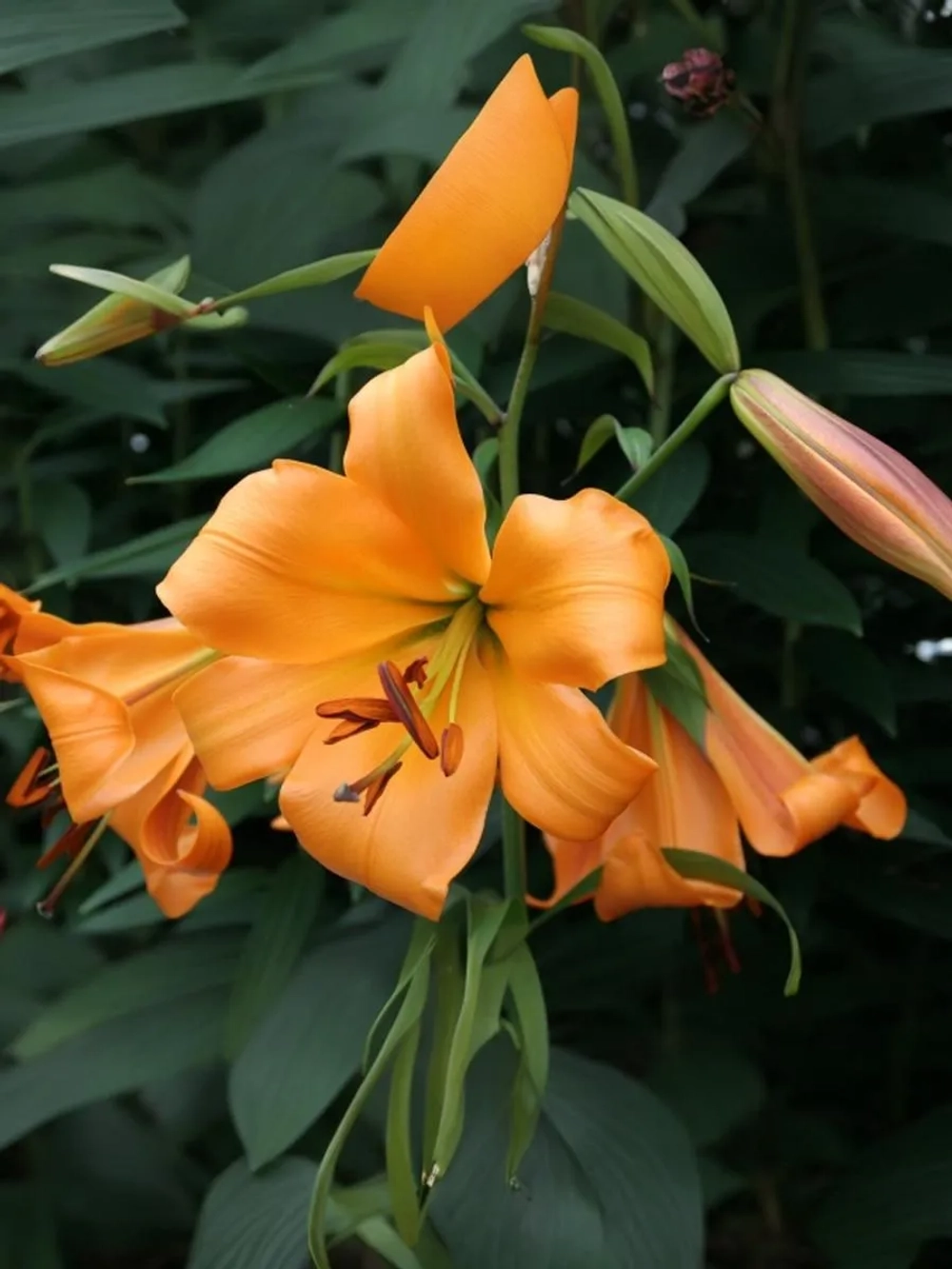 Лилия Оранж Спейс (ОТ-гибрид)