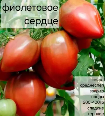 ФИОЛЕТОВОЕ СЕРДЦЕ