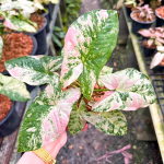 Сингониум STRAWBERRY PRINCESS