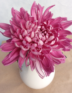 Хризантема одноголовая Resume SPL /о.57/поставка весна 2026г/