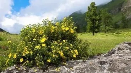 Курильский чай