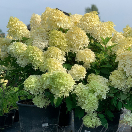 Гортензия метельчатая Phantom