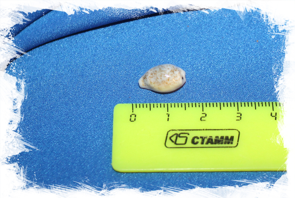 Ракушка Ципрея дайритиана, Eclogavena dayritiana, Cypraea dayritiana