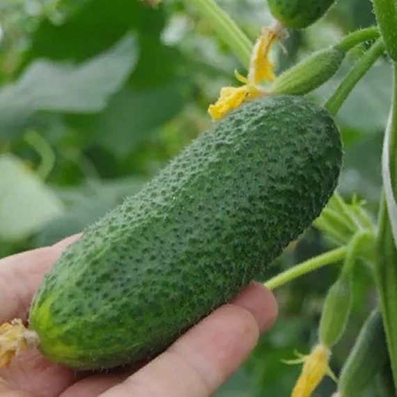 МОНОЛИТ F1 семена огурца Nunhems цена – фото 4