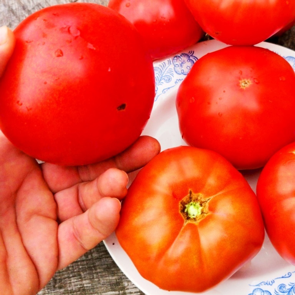 Помидоры Первая Любовь - First Love Tomato