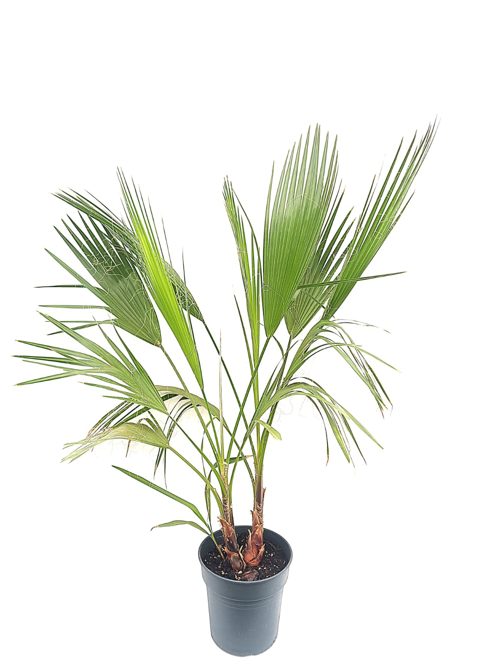 Пальма Вашингтония, диаметр 24