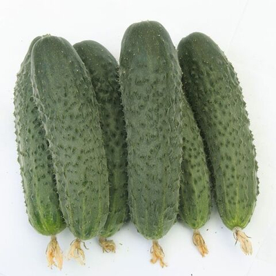 Атаман F1 семена огурца партенокарпического (Гавриш)