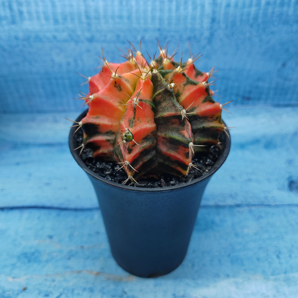 Gymnocalycium Variegata (Гимнокалициум Вариегатный)