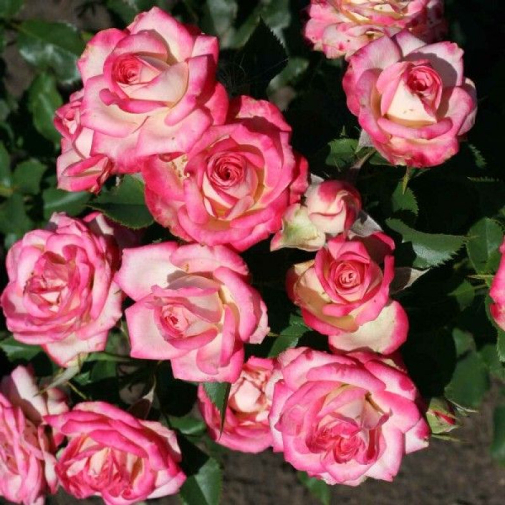 Роза Сафина (Safina) цветущая