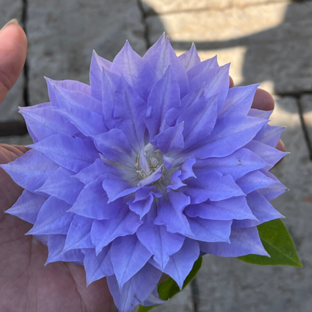 Клематис гибридный Деннис Дабл