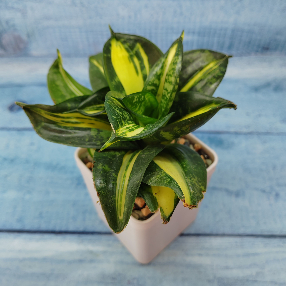 Sansevieria Hahnii 'Spiral Star' (Сансевиерия)