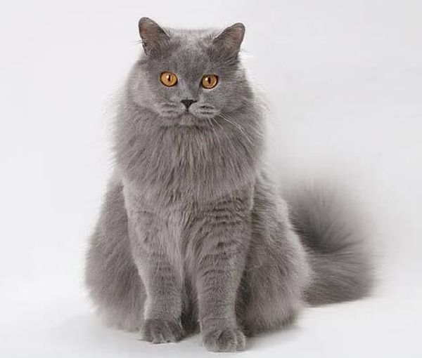 Британская длинношерстная кошка Британская длинношерстная кошка