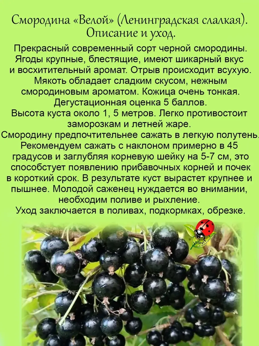 Смородина черная Ленинградская Сладкая Велой