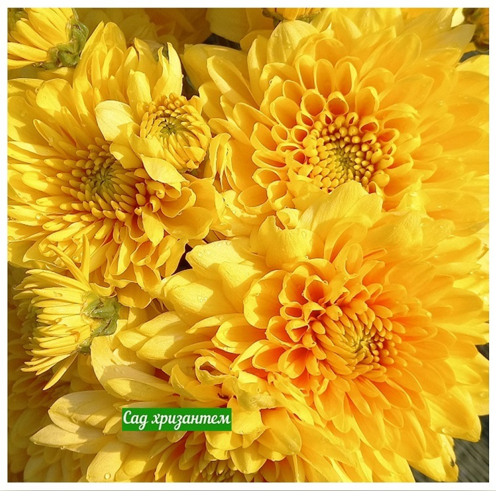 Хризантема одноголовая Champagne orange 🌼 о.47