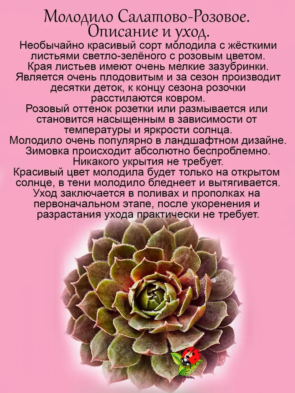 Молодило Салатово-розовое каменная роза