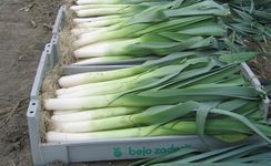 КОЛАМБУС семена лука порей (Bejo | Alexagro)