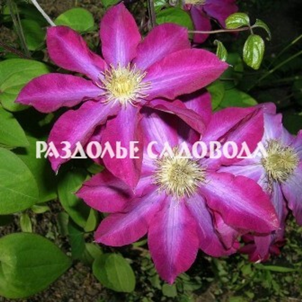 Клематис Крупноцветковый Какио