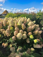 Гортензия метельчатая Мэджикал Кэндл