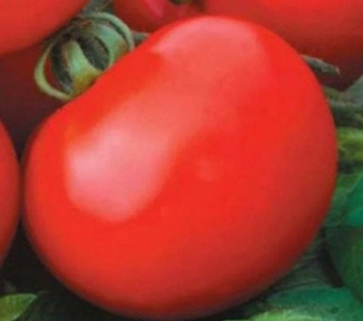 АВГУСТОВСКИЙ