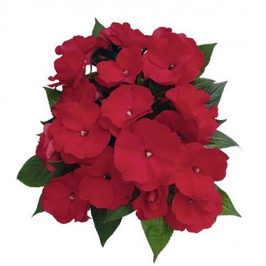 1162 Бальзамин НГ PARADISE Martinique Grande (Весна 2026)