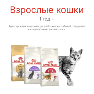 Взрослые кошки
